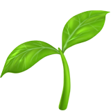 A small plant seedling