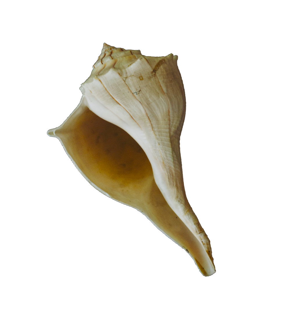 Photo of shell